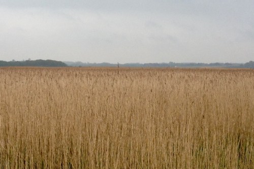 aldeburgh-reeds